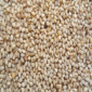 Sesame Seeds