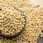 Soy beans seed