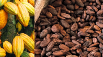 Cocoa Seeds Export