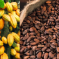 Cocoa Seeds Export